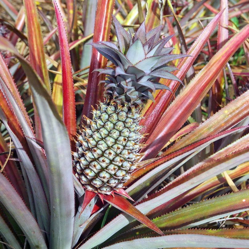 Cuisine & Misattributed Foods, Antigua and Barbuda