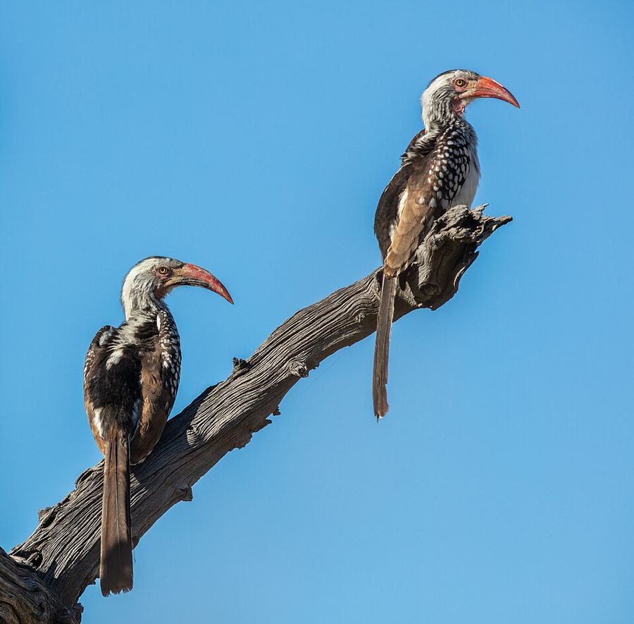 Points Of Pride, Botswana