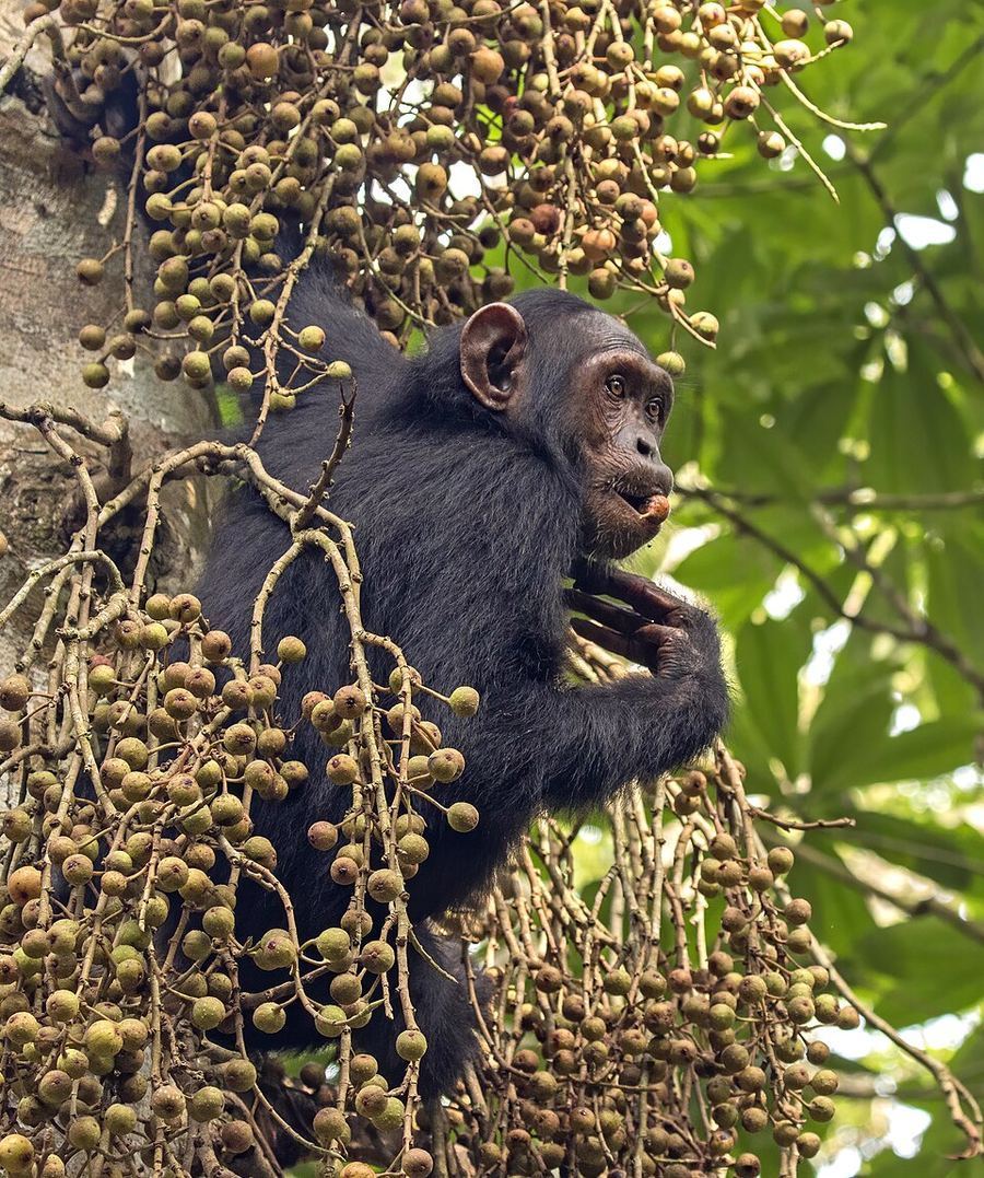 Science & Technology, Côte d'Ivoire
