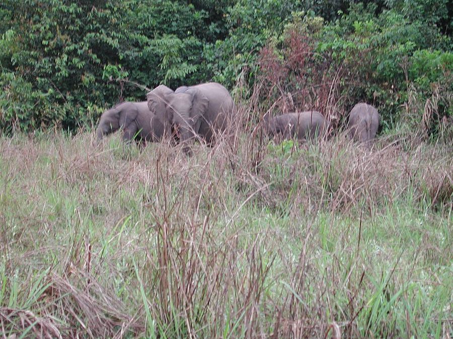 Points Of Pride, Congo