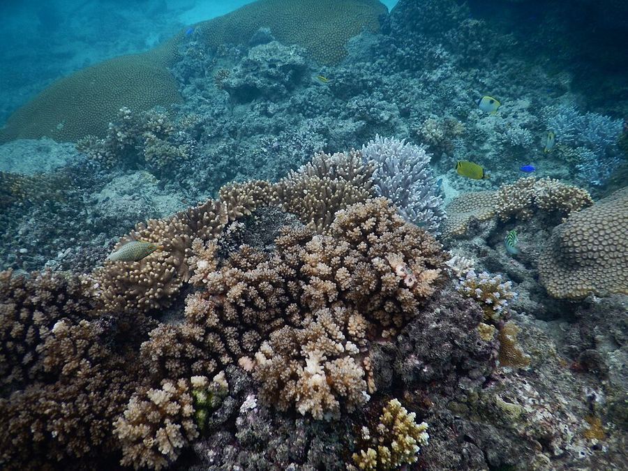Science & Technology, Fiji