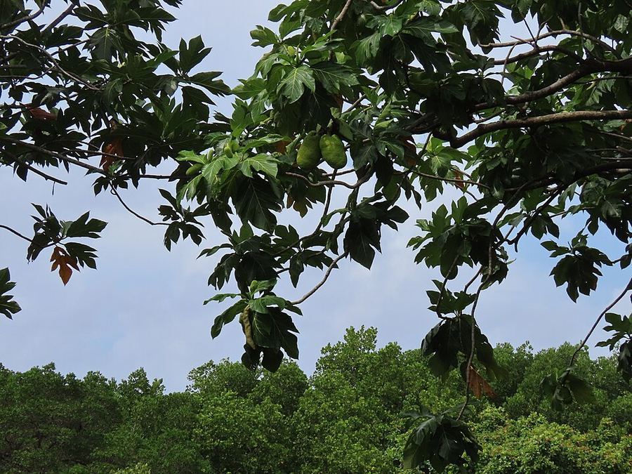 Cuisine & Misattributed Foods, Micronesia
