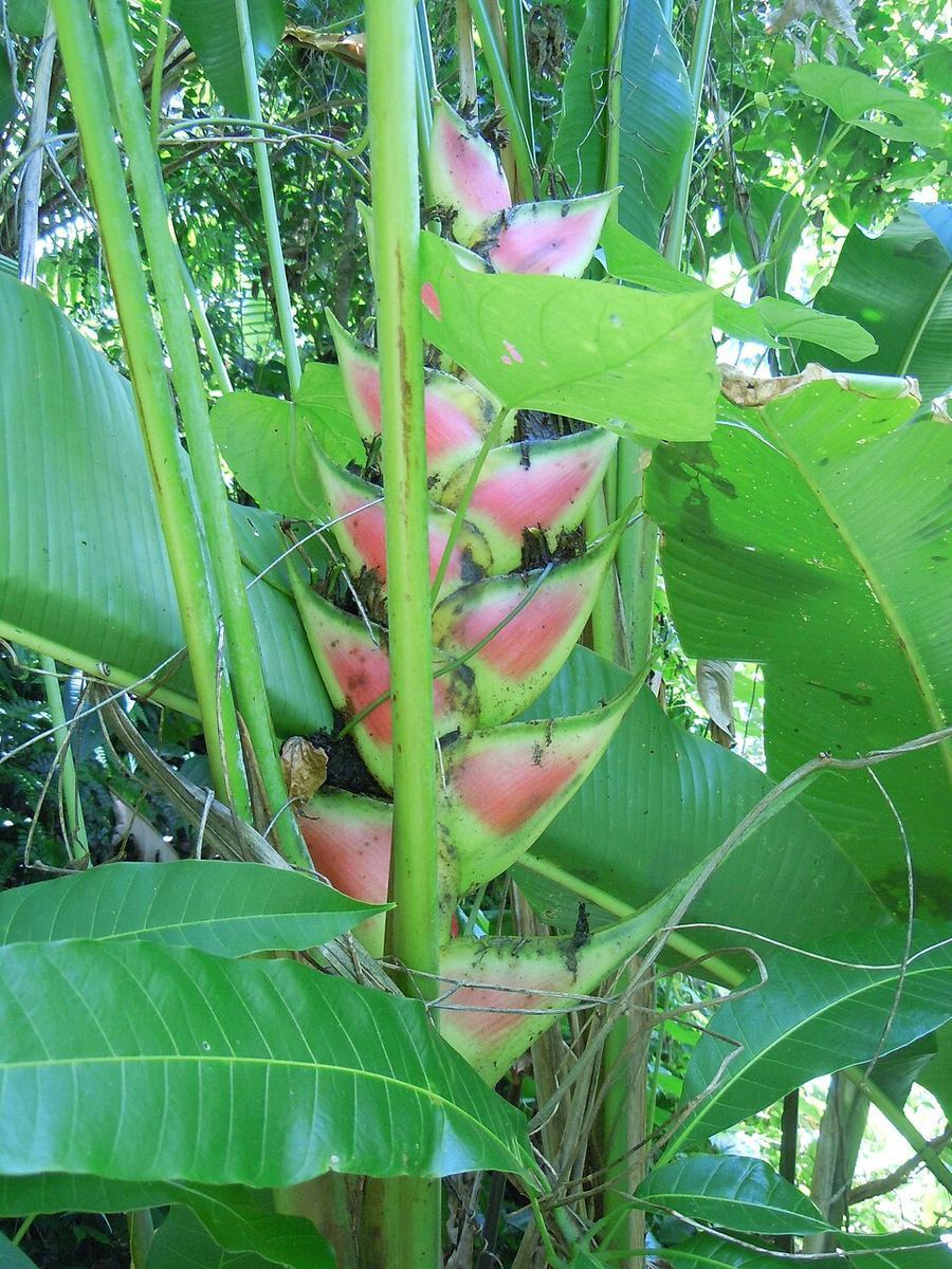 Land & Border Disputes, Guadeloupe