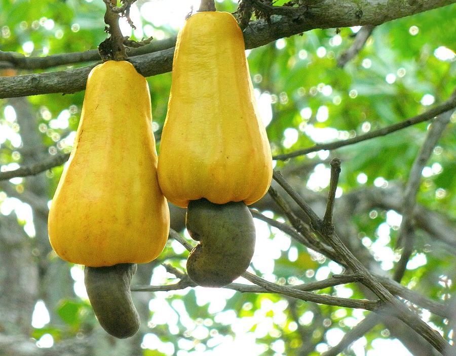 Cuisine & Misattributed Foods, Guinea-Bissau