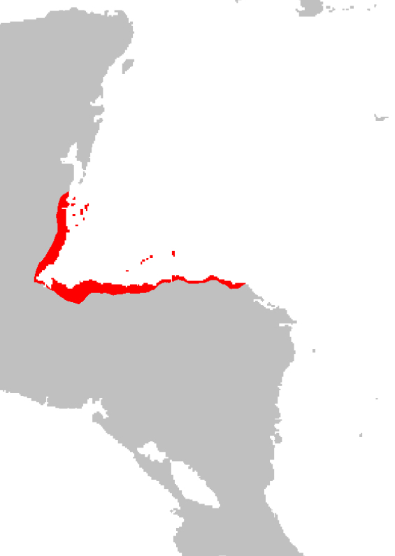 Cultural Fusion, Honduras