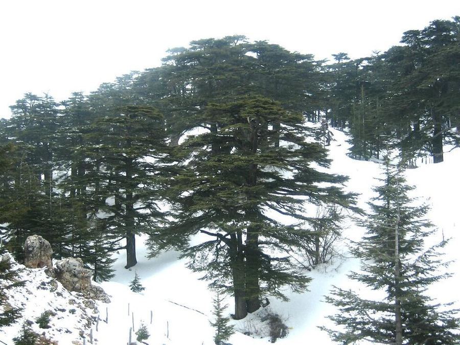 Points Of Pride, Lebanon