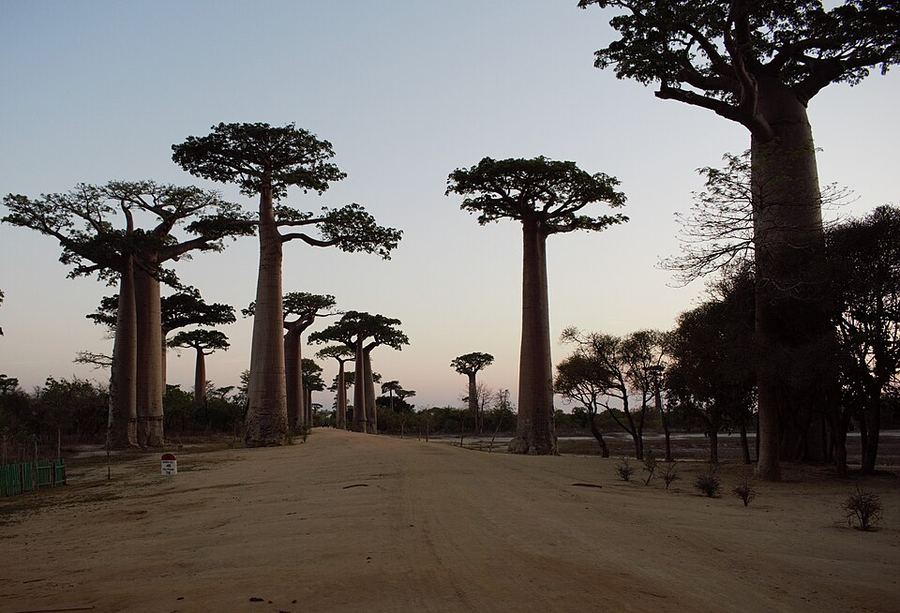 Points Of Pride, Madagascar