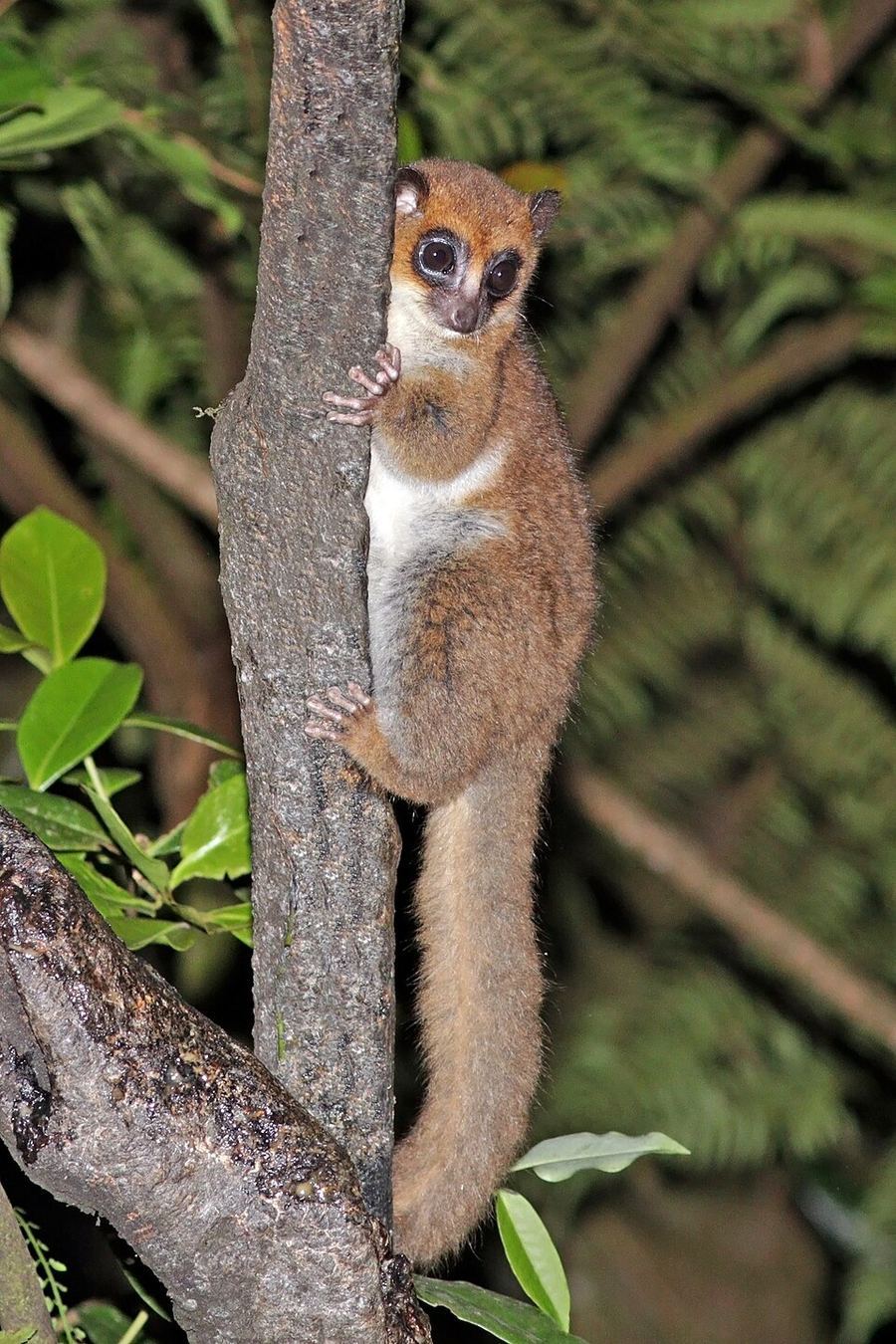 Science & Technology, Madagascar