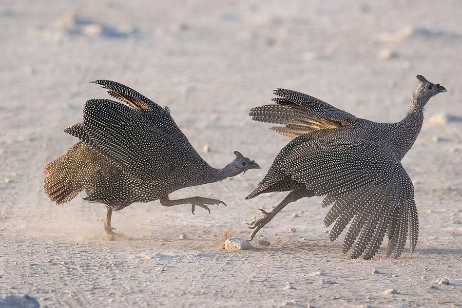 Sports & Inspiring Athletes, Namibia