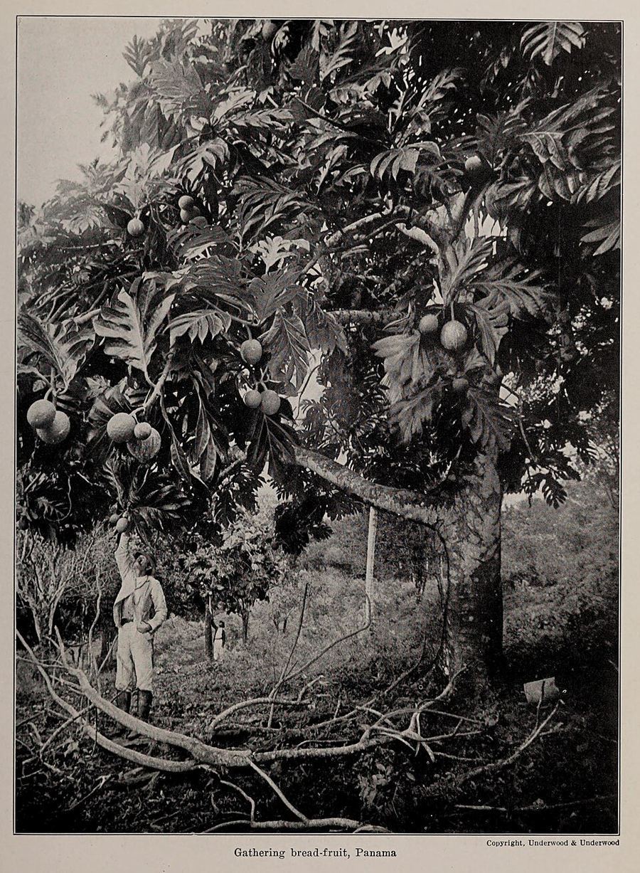 Cuisine & Misattributed Foods, Panama