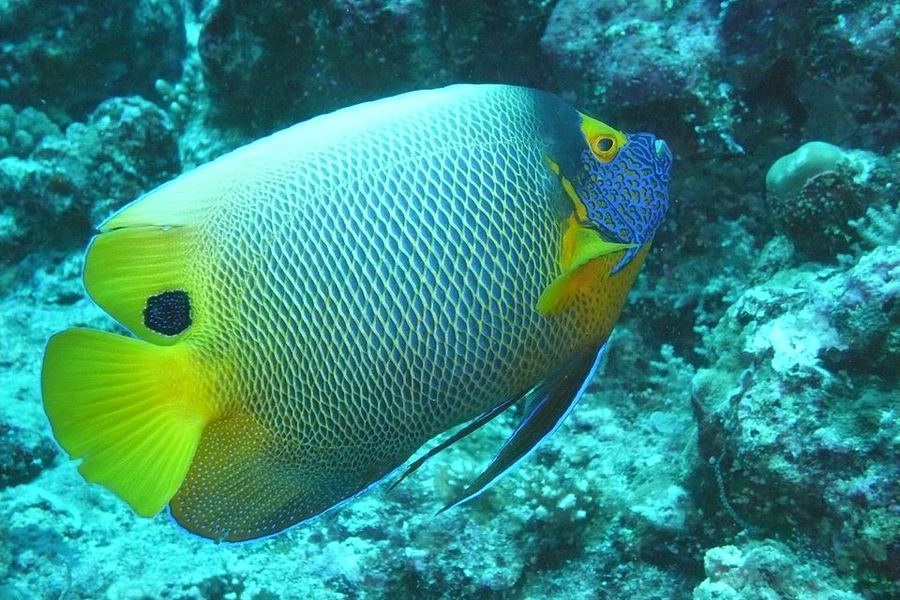 Points Of Pride, Palau