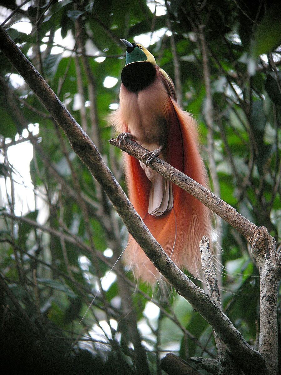 Points Of Pride, Papua New Guinea