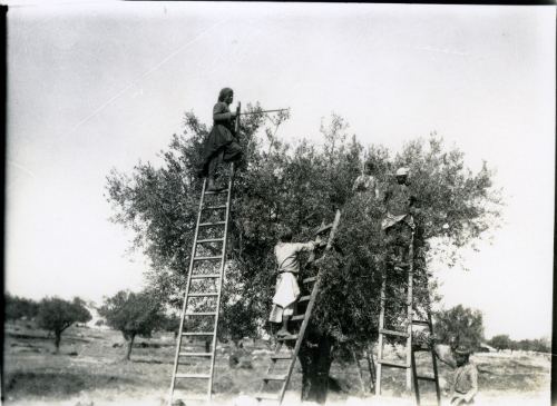 Culture, Palestine