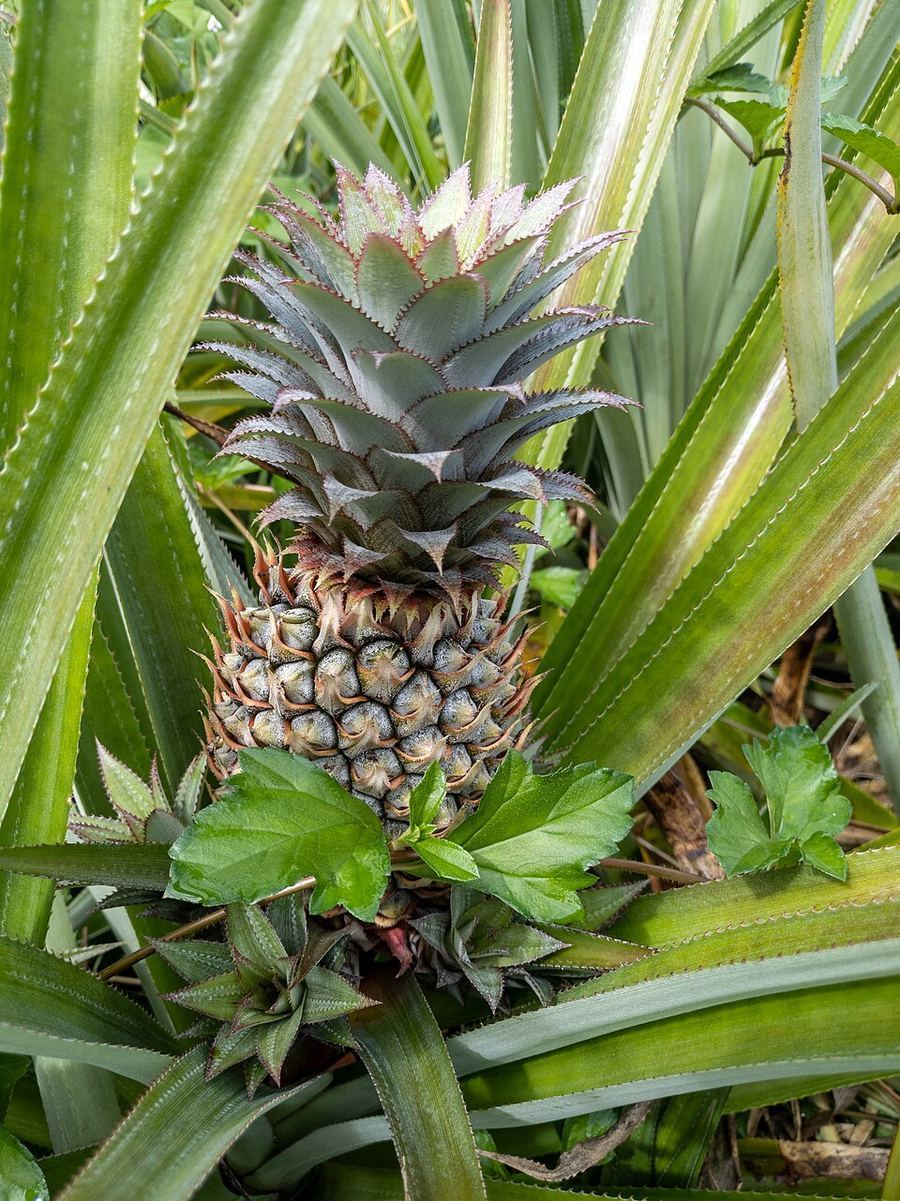 Cuisine & Misattributed Foods, French Polynesia