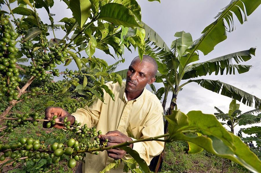 Cuisine & Misattributed Foods, Rwanda