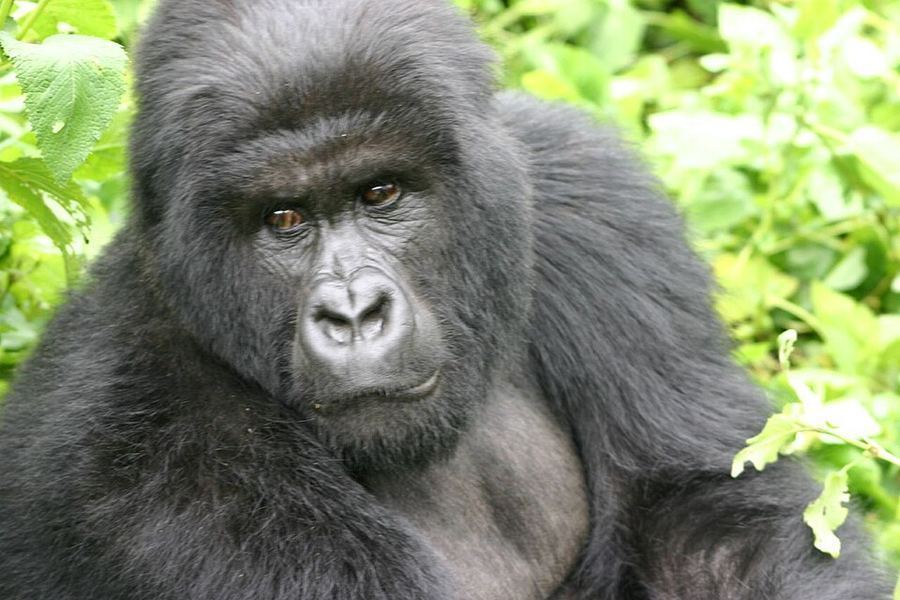 Points Of Pride, Rwanda