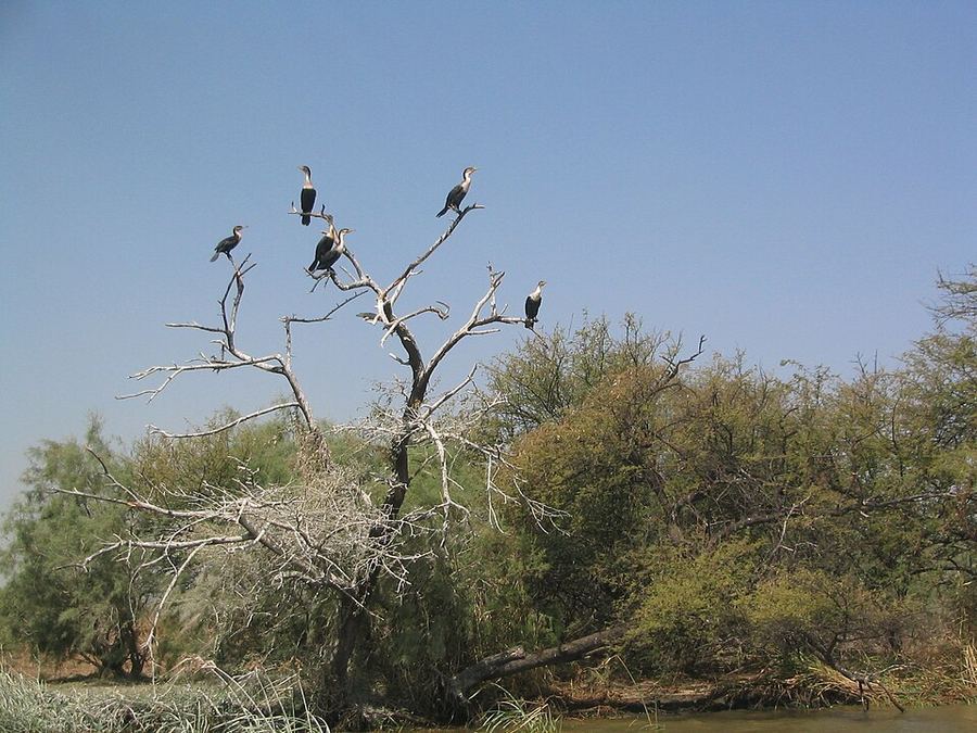 Points Of Pride, Senegal