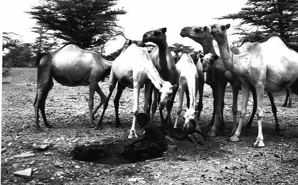 Points Of Pride, Somalia