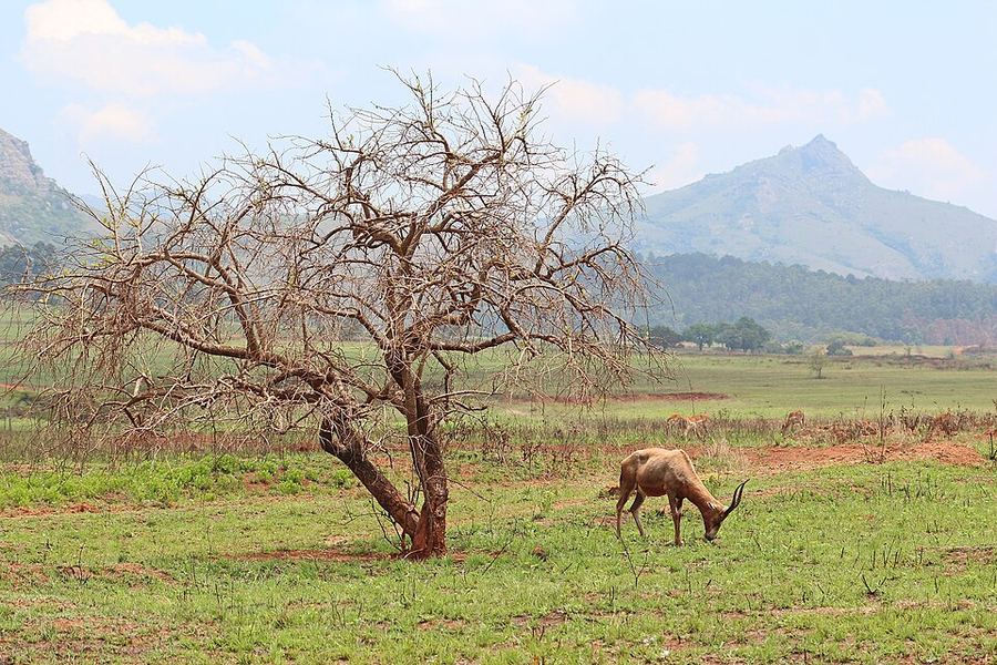 Entertainment, eSwatini