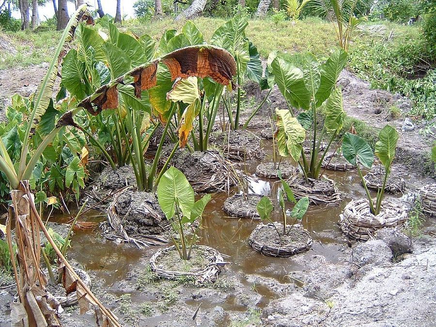 Cuisine & Misattributed Foods, Tuvalu