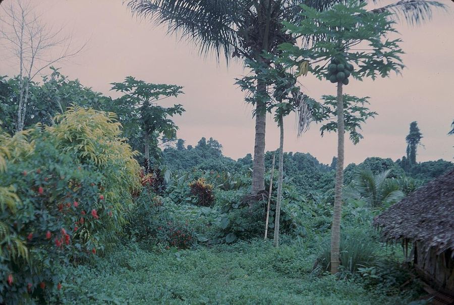 Science & Technology, Vanuatu