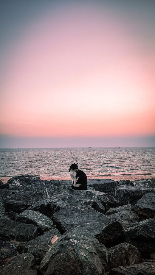 A cute cat by the sea, Kuwait Towers, Kuwait, Kuwait
