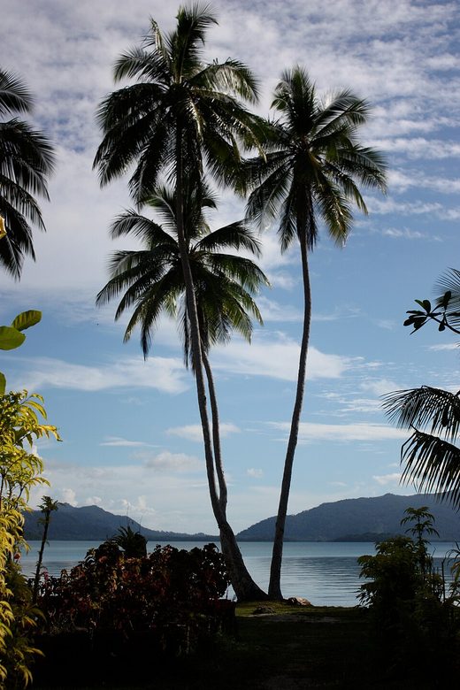 Palm Tree at Marovo Lagoon (16 August 2008), Solomon Islands