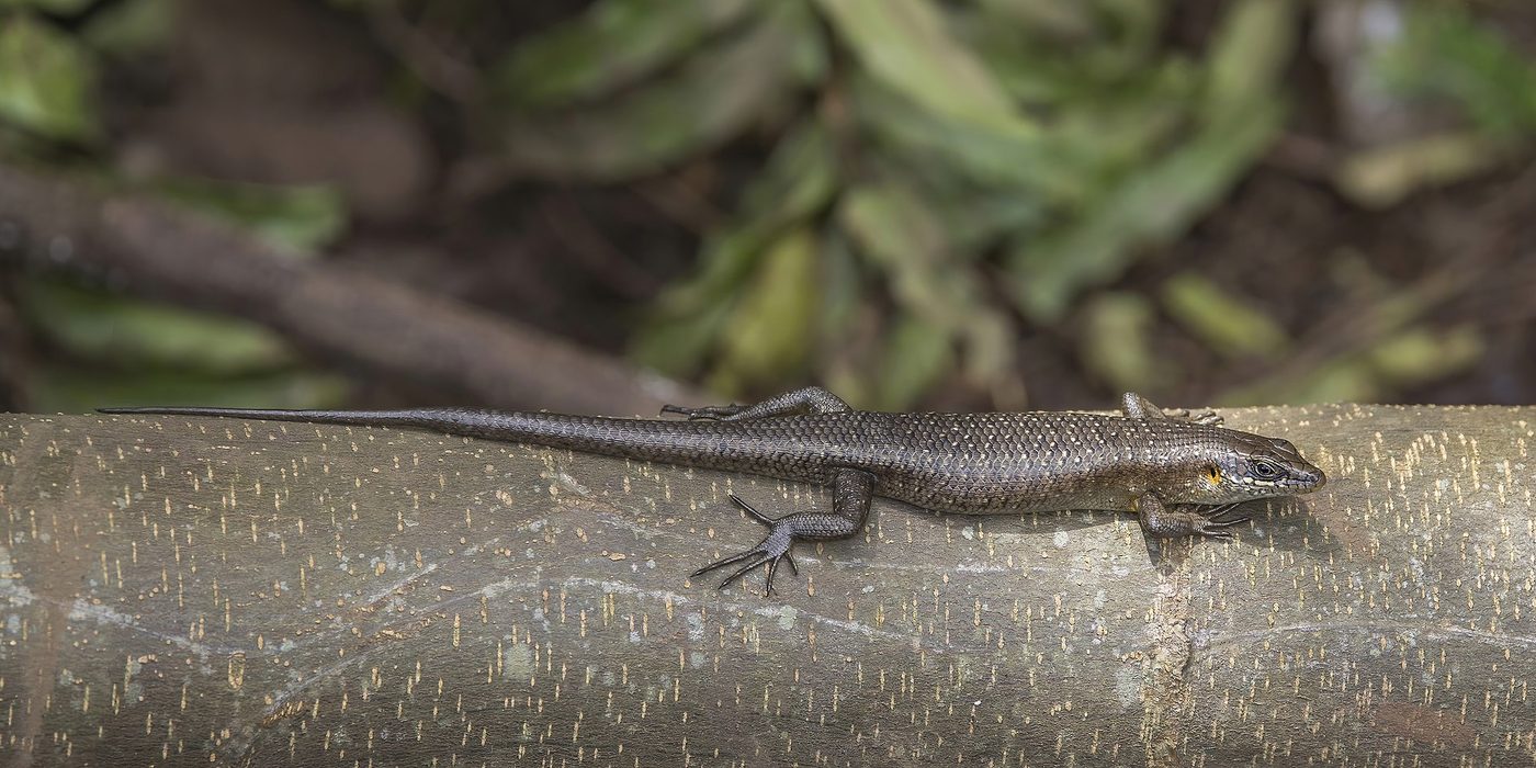 São Tomé skink (Trachylepis thomensis), Sao Tome and Principe