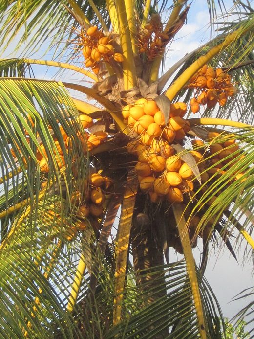 Coconut tree in Wallis island, Wallis and Futuna