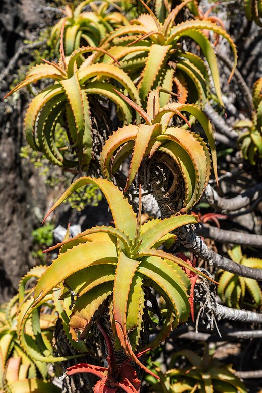 Cape Town (ZA), Table Mountain, Aloe vera, South Africa